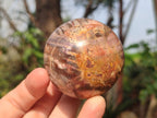 Polished Podocarpus Petrified Wood Spheres x 6 From Mahajanga, Madagascar - Toprock Gemstones and Minerals 