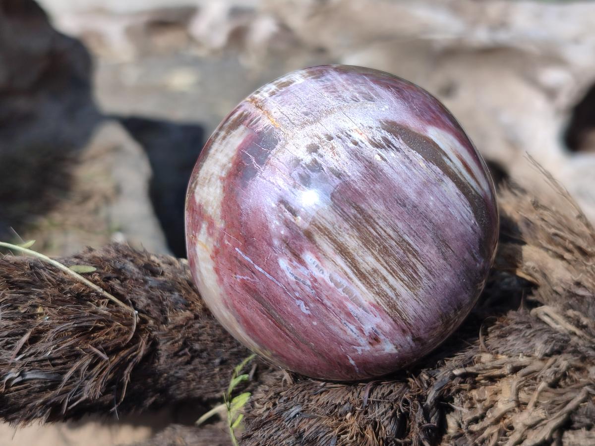 Polished Podocarpus Petrified Wood Spheres x 6 From Mahajanga, Madagascar - Toprock Gemstones and Minerals 