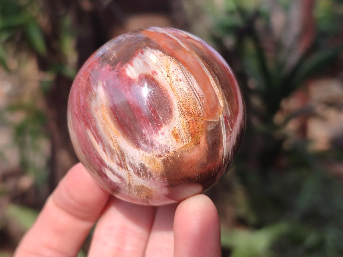 Polished Podocarpus Petrified Wood Spheres x 6 From Mahajanga, Madagascar