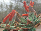 Hand Made Twin and Single Aloe Gemstone Stone Art Trees x 2 From South Africa - Toprock Gemstones and Minerals 