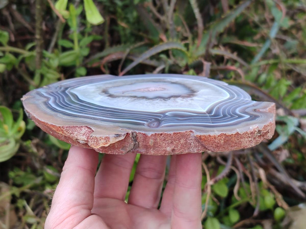 Polished One Side Red Shashe River Agate Slices x 2 From Shashe River, Zimbabwe