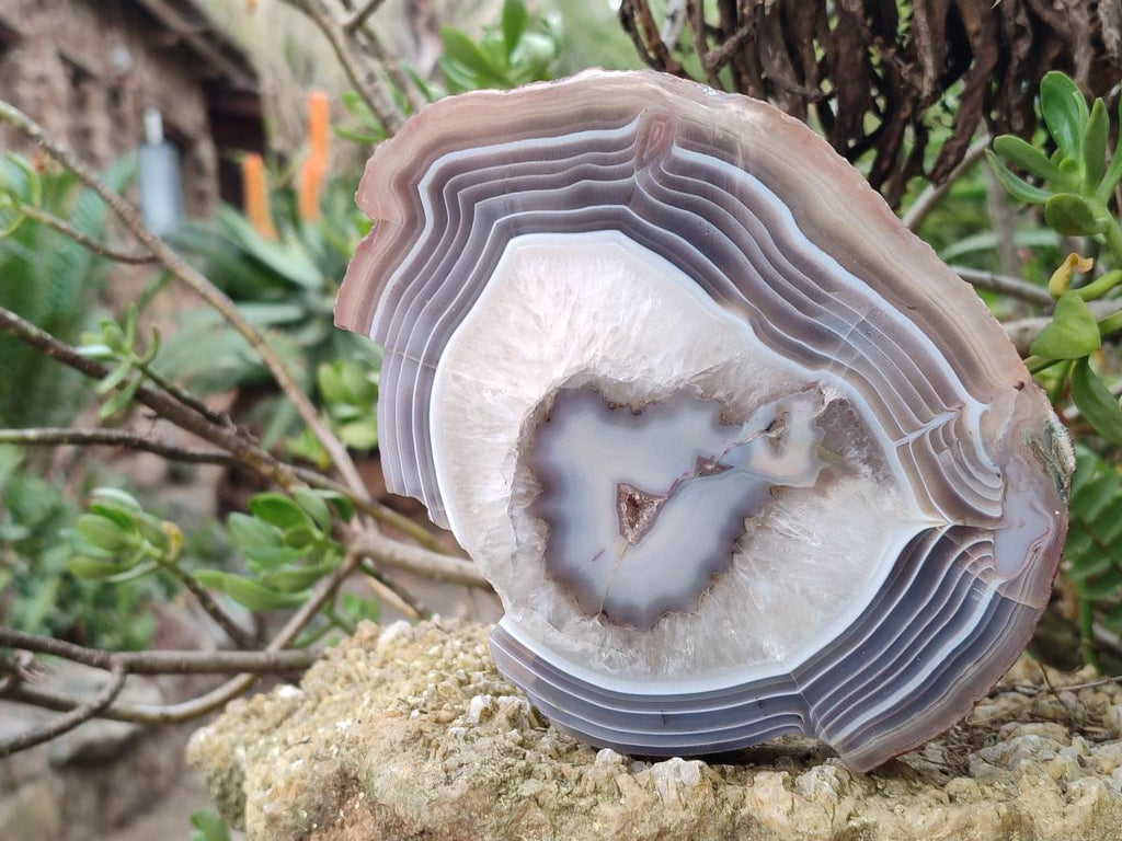 Polished One Side Red Shashe River Agate Slices x 2 From Shashe River, Zimbabwe