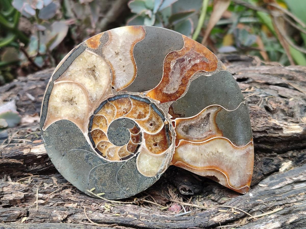 Polished and Natural Cleoniceras Ammonite Fossil Pairs x 3 pairs From Tulear, Madagascar