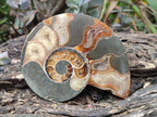 Polished and Natural Cleoniceras Ammonite Fossil Pairs x 3 pairs From Tulear, Madagascar
