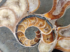 Polished and Natural Cleoniceras Ammonite Fossil Pairs x 3 pairs From Tulear, Madagascar