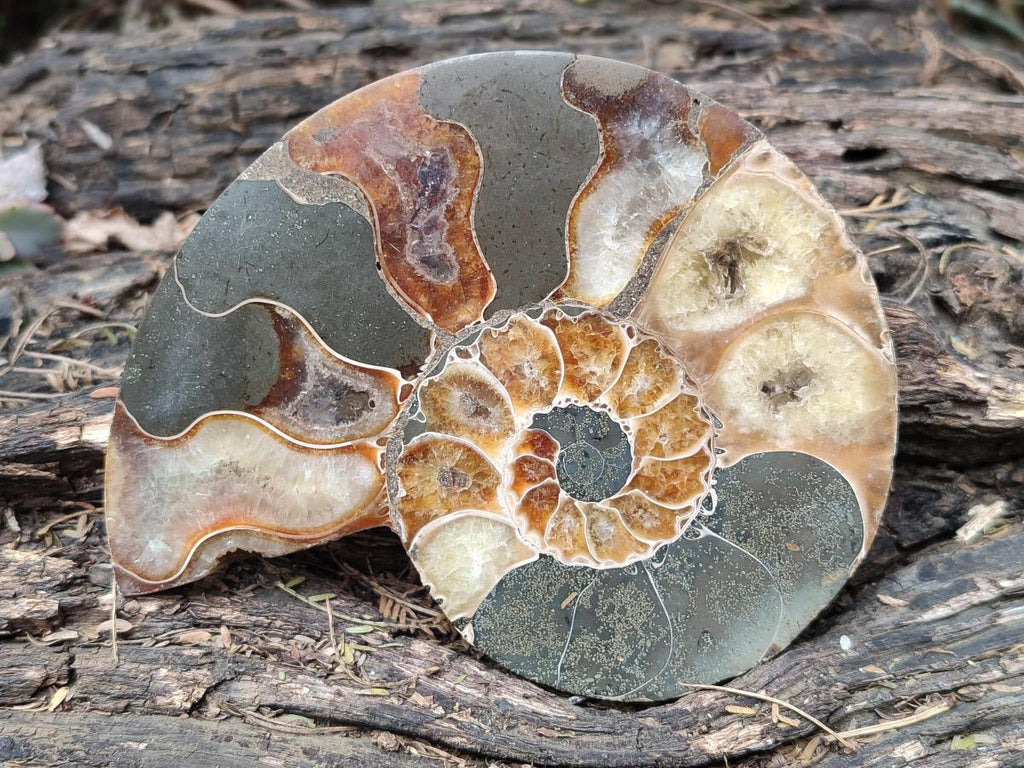 Polished and Natural Cleoniceras Ammonite Fossil Pairs x 3 pairs From Tulear, Madagascar