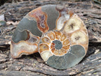 Polished and Natural Cleoniceras Ammonite Fossil Pairs x 3 pairs From Tulear, Madagascar
