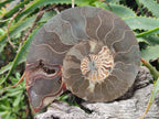 Polished and Natural Cleoniceras Ammonite Fossil Pairs x 3 pairs From Tulear, Madagascar