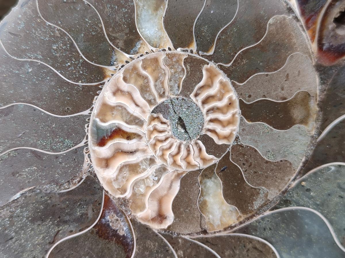 Polished and Natural Cleoniceras Ammonite Fossil Pairs x 3 pairs From Tulear, Madagascar