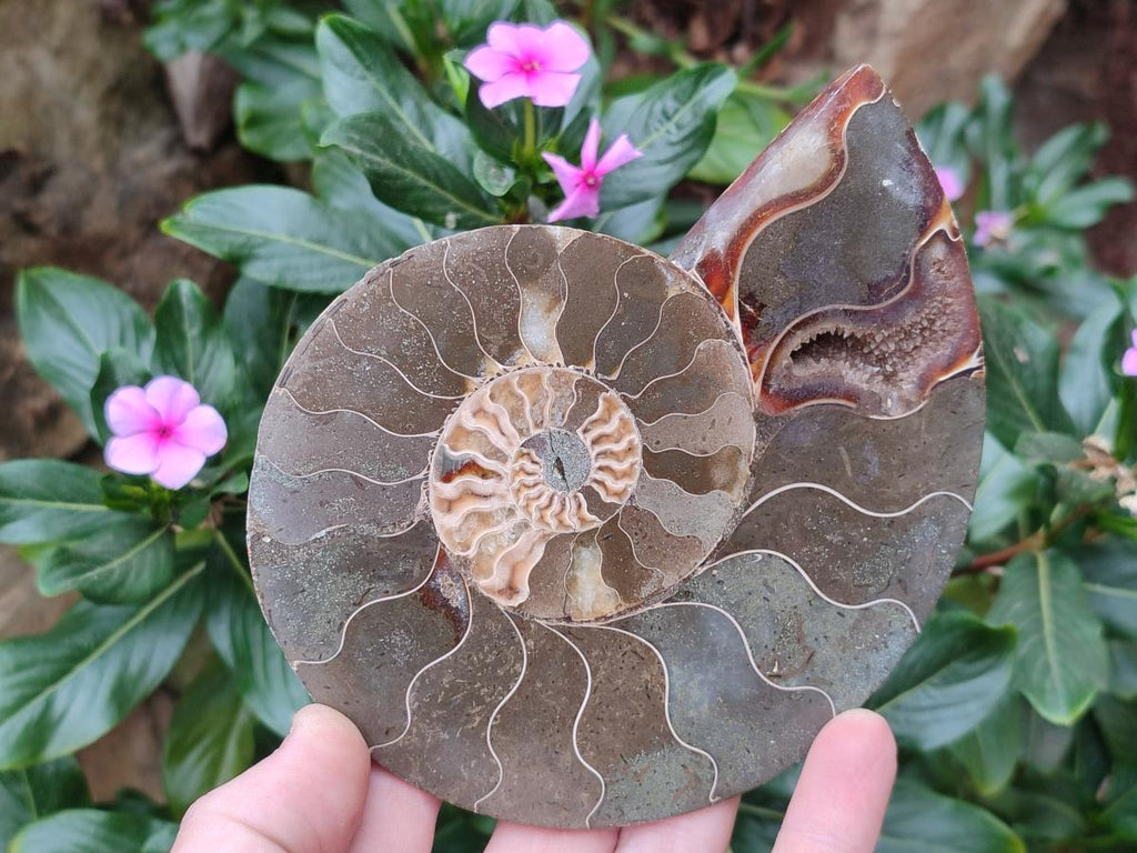 Polished and Natural Cleoniceras Ammonite Fossil Pairs x 3 pairs From Tulear, Madagascar