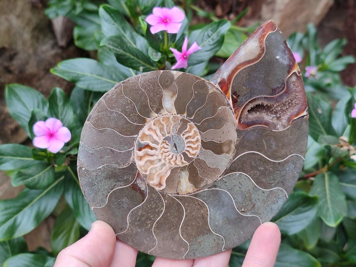 Polished and Natural Cleoniceras Ammonite Fossil Pairs x 3 pairs From Tulear, Madagascar