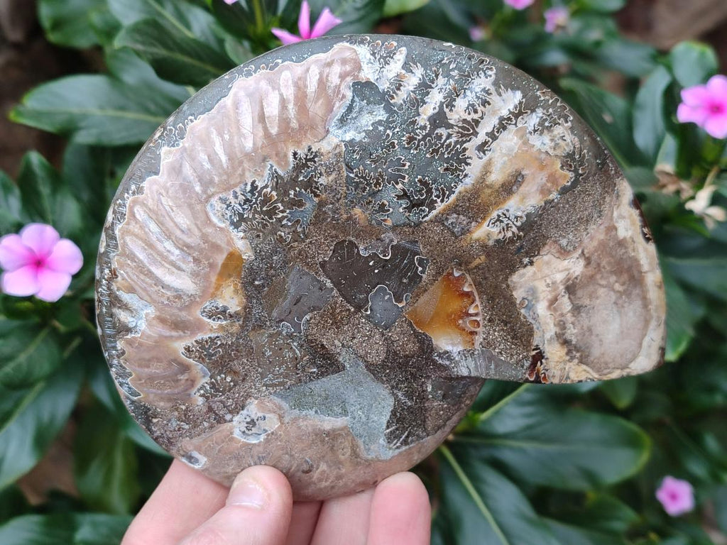 Polished and Natural Cleoniceras Ammonite Fossil Pairs x 3 pairs From Tulear, Madagascar