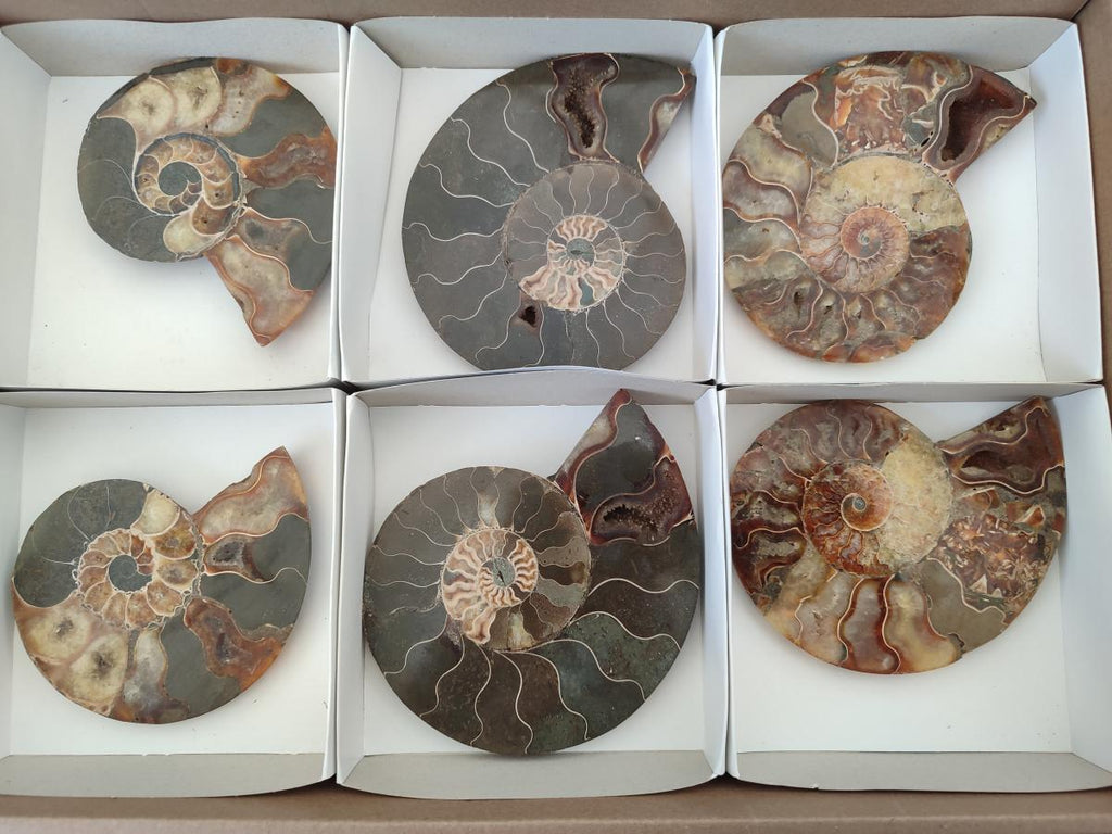 Polished and Natural Cleoniceras Ammonite Fossil Pairs x 3 pairs From Tulear, Madagascar