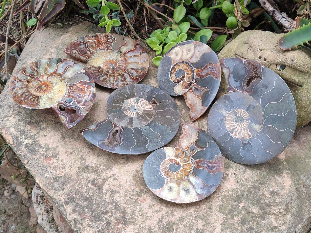 Polished and Natural Cleoniceras Ammonite Fossil Pairs x 3 pairs From Tulear, Madagascar