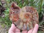 Polished and Natural Cleoniceras Ammonite Fossil Pairs x 3 pairs From Tulear, Madagascar