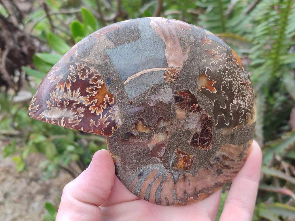 Polished and Natural Cleoniceras Ammonite Fossil Pairs x 3 pairs From Tulear, Madagascar