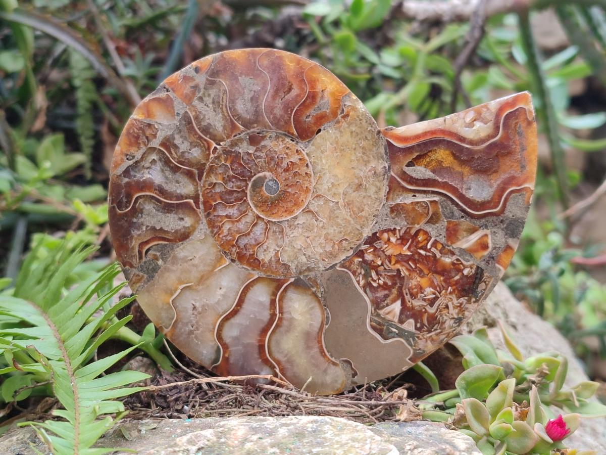 Polished and Natural Cleoniceras Ammonite Fossil Pairs x 3 pairs From Tulear, Madagascar