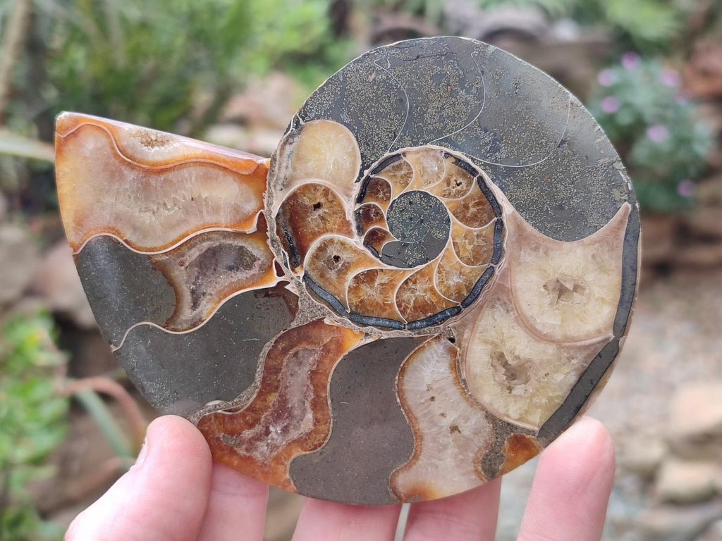 Polished and Natural Cleoniceras Ammonite Fossil Pairs x 3 pairs From Tulear, Madagascar