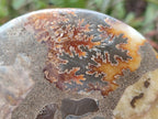 Polished and Natural Cleoniceras Ammonite Fossil Pairs x 3 pairs From Tulear, Madagascar