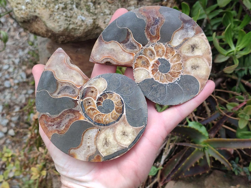 Polished and Natural Cleoniceras Ammonite Fossil Pairs x 3 pairs From Tulear, Madagascar