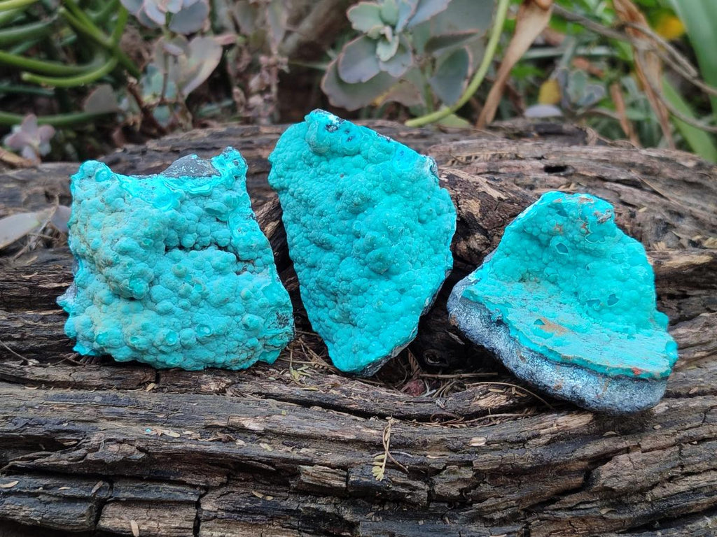 Natural Botryoidal Chrysocolla Specimens x 12 From Kulukuluku, Congo