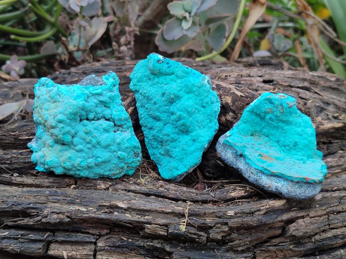 Natural Botryoidal Chrysocolla Specimens x 12 From Kulukuluku, Congo