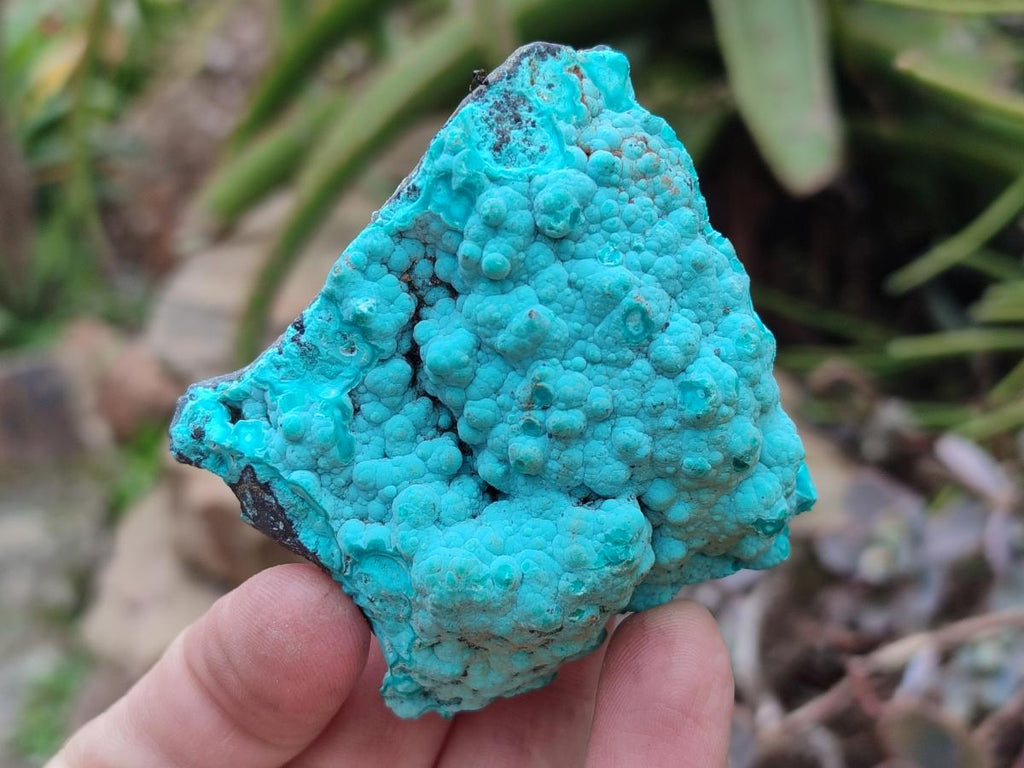Natural Botryoidal Chrysocolla Specimens x 12 From Kulukuluku, Congo