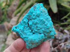 Natural Botryoidal Chrysocolla Specimens x 12 From Kulukuluku, Congo