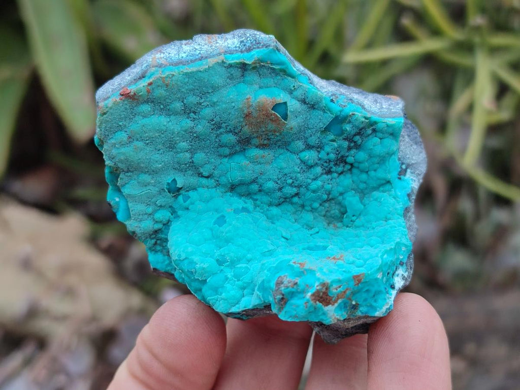 Natural Botryoidal Chrysocolla Specimens x 12 From Kulukuluku, Congo