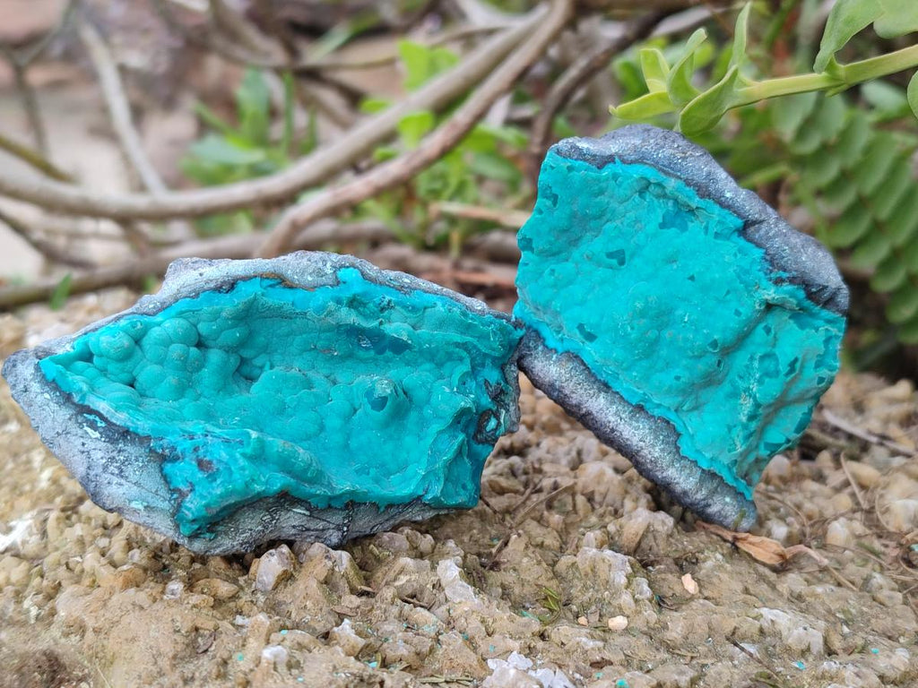 Natural Botryoidal Chrysocolla Specimens x 12 From Kulukuluku, Congo
