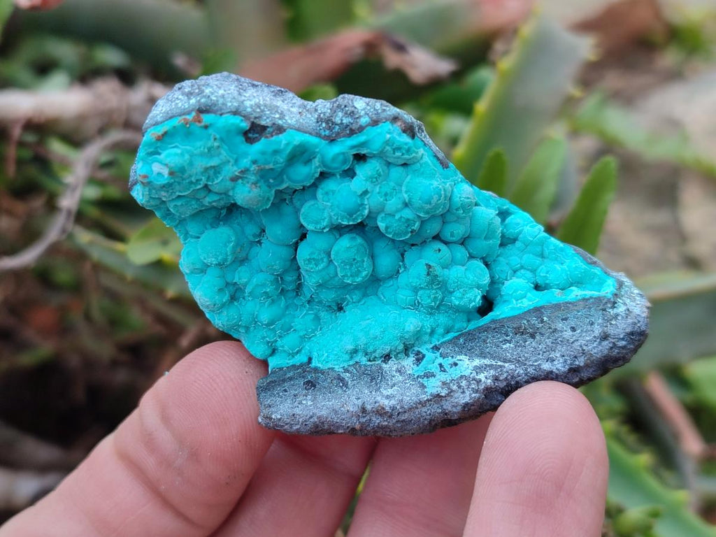 Natural Botryoidal Chrysocolla Specimens x 12 From Kulukuluku, Congo
