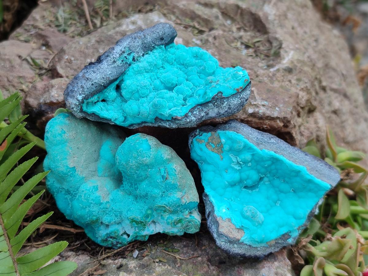 Natural Botryoidal Chrysocolla Specimens x 12 From Kulukuluku, Congo
