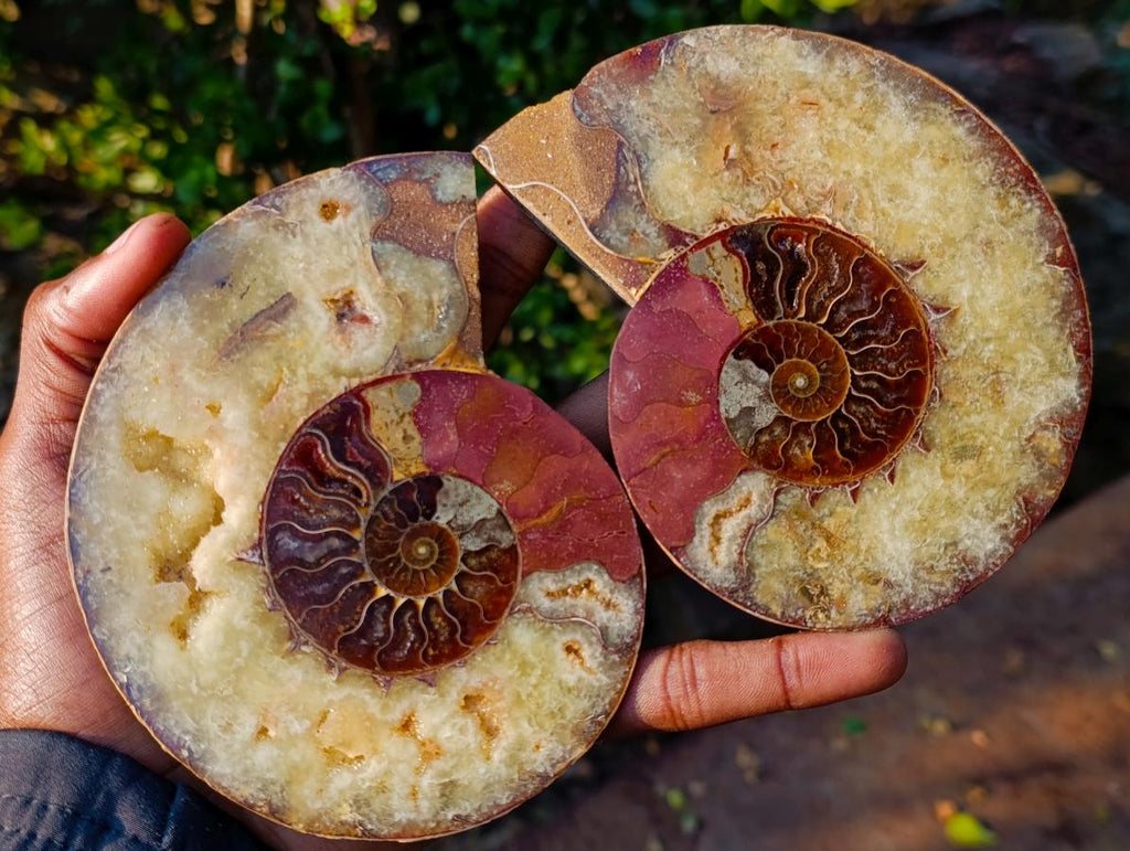 Polished and Natural Cleoniceras Ammonite Fossil Pairs x 2 pairs From Tulear, Madagascar - Toprock Gemstones and Minerals 