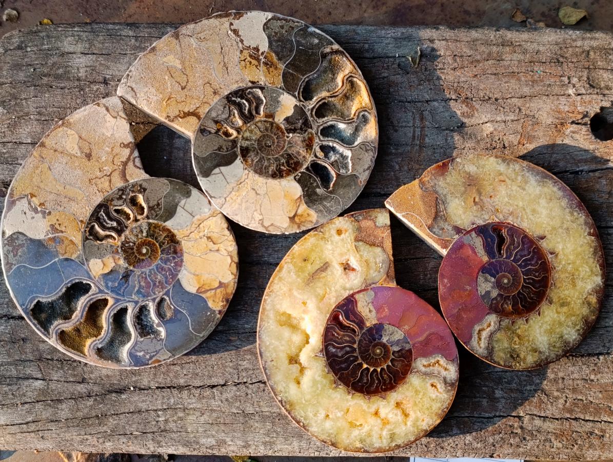 Polished and Natural Cleoniceras Ammonite Fossil Pairs x 2 pairs From Tulear, Madagascar - Toprock Gemstones and Minerals 