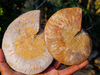 Polished and Natural Cleoniceras Ammonite Fossil Pairs x 2 pairs From Tulear, Madagascar - Toprock Gemstones and Minerals 