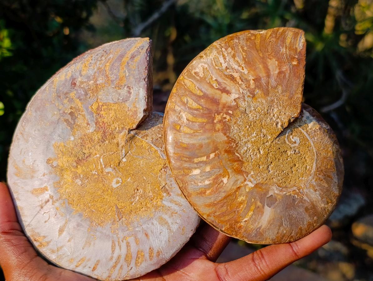 Polished and Natural Cleoniceras Ammonite Fossil Pairs x 2 pairs From Tulear, Madagascar - Toprock Gemstones and Minerals 