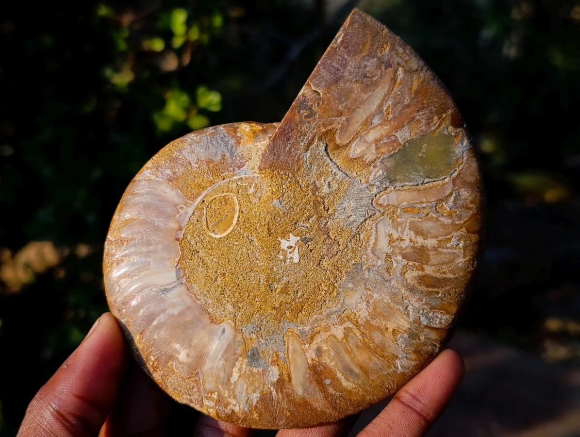 Polished and Natural Cleoniceras Ammonite Fossil Pairs x 2 pairs From Tulear, Madagascar - Toprock Gemstones and Minerals 