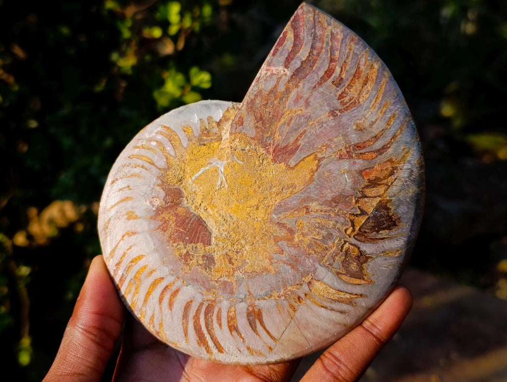 Polished and Natural Cleoniceras Ammonite Fossil Pairs x 2 pairs From Tulear, Madagascar - Toprock Gemstones and Minerals 