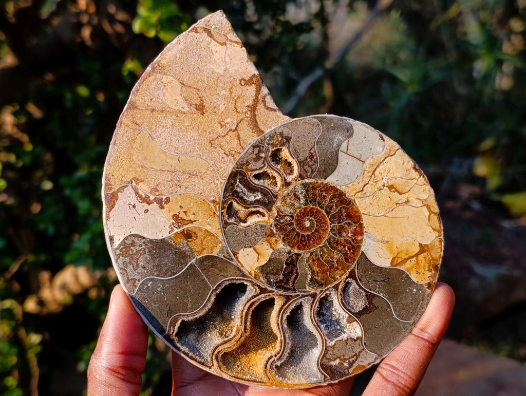 Polished and Natural Cleoniceras Ammonite Fossil Pairs x 2 pairs From Tulear, Madagascar - Toprock Gemstones and Minerals 
