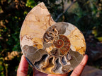Polished and Natural Cleoniceras Ammonite Fossil Pairs x 2 pairs From Tulear, Madagascar - Toprock Gemstones and Minerals 
