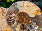 Polished and Natural Cleoniceras Ammonite Fossil Pairs x 2 pairs From Tulear, Madagascar - Toprock Gemstones and Minerals 