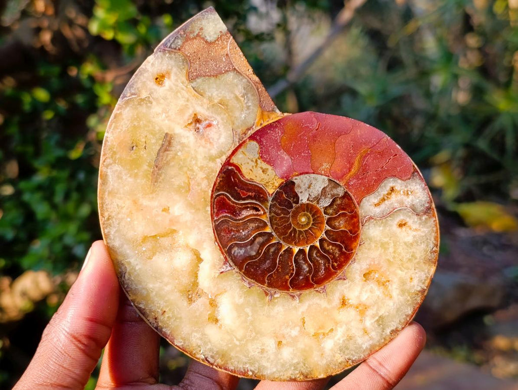 Polished and Natural Cleoniceras Ammonite Fossil Pairs x 2 pairs From Tulear, Madagascar - Toprock Gemstones and Minerals 
