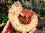 Polished and Natural Cleoniceras Ammonite Fossil Pairs x 2 pairs From Tulear, Madagascar - Toprock Gemstones and Minerals 