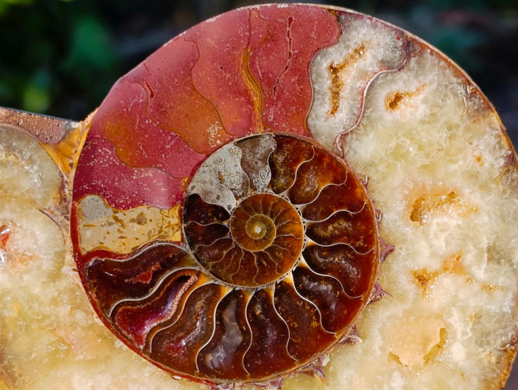 Polished and Natural Cleoniceras Ammonite Fossil Pairs x 2 pairs From Tulear, Madagascar - Toprock Gemstones and Minerals 