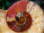 Polished and Natural Cleoniceras Ammonite Fossil Pairs x 2 pairs From Tulear, Madagascar - Toprock Gemstones and Minerals 