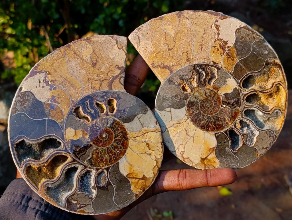 Polished and Natural Cleoniceras Ammonite Fossil Pairs x 2 pairs From Tulear, Madagascar - Toprock Gemstones and Minerals 