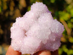 Natural Spirit Amethyst Clusters x 35 From Boekenhouthoek, South Africa - Toprock Gemstones and Minerals 