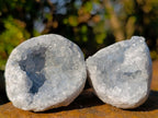 Natural Mini Blue Celestite Specimens x 47 From Sakoany, Madagascar - Toprock Gemstones and Minerals 
