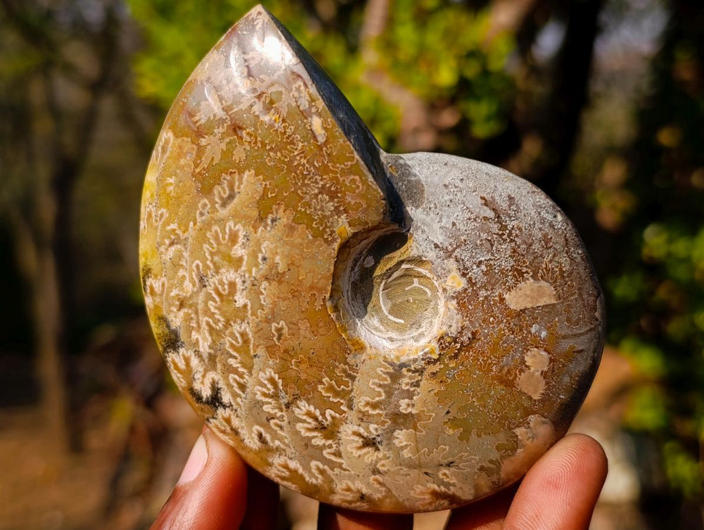 Polished Whole "Jigsaw" Red Opalized Cleoniceras Ammonite Fossils x 3 From Tulear, Madagascar - Toprock Gemstones and Minerals 