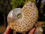 Polished Whole "Jigsaw" Red Opalized Cleoniceras Ammonite Fossils x 3 From Tulear, Madagascar - Toprock Gemstones and Minerals 
